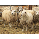 毛刈り前、ふかふかの羊たち