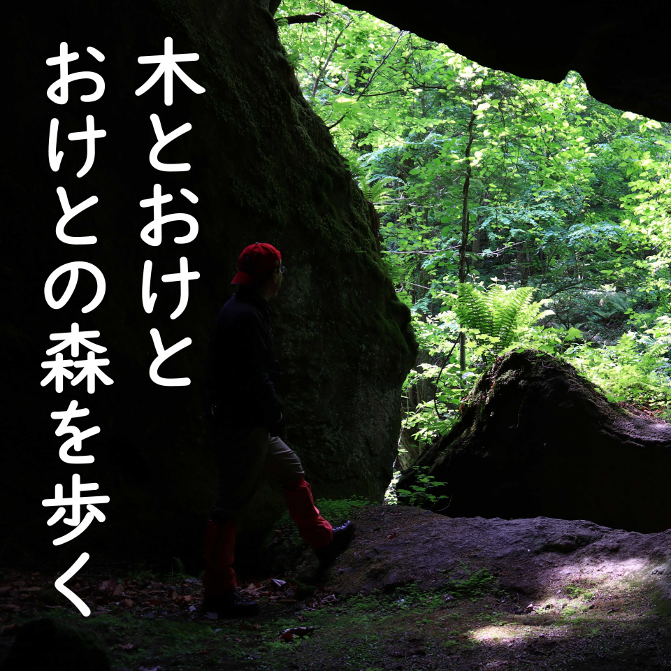 木とおけと、おけとの森を歩く