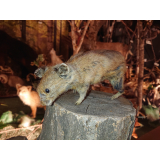 自然3　ナキウサギ