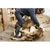 バリカンでお腹の毛からカット