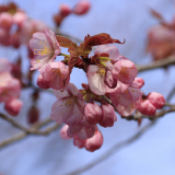 南ケ丘公園の桜1