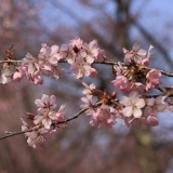 南ケ丘公園の桜2