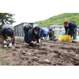 種芋を植えるJAきたみらい青年部の部員たち